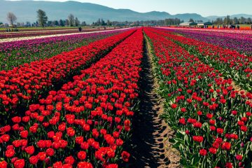 Chilliwack Tulip Festival 2023