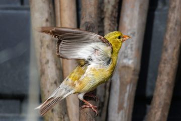 American Goldfinch