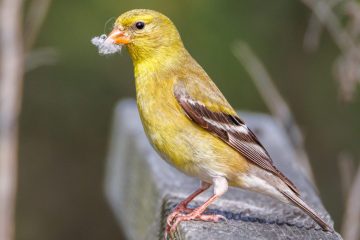 American Goldfinch