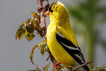 American Goldfinch - male