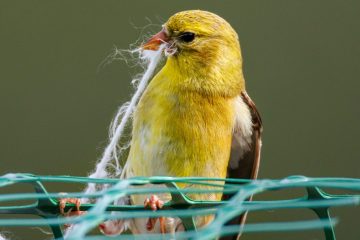 American Goldfinch