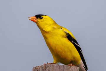 American Goldfinch - male