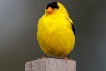 American Goldfinch - male