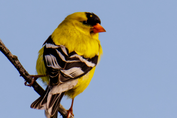 American Goldfinch - male