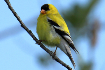 American Goldfinch - male