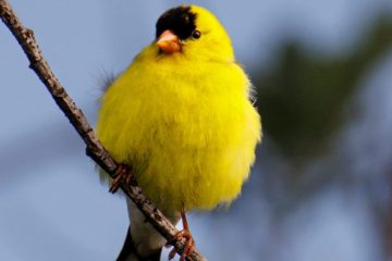 American Goldfinch - male