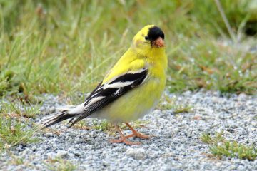 American Goldfinch - male