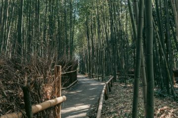 Bamboo Grove