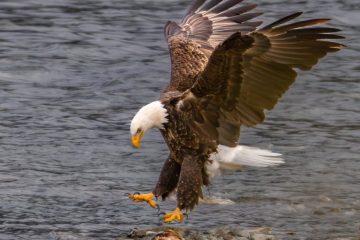 Bald Eagle