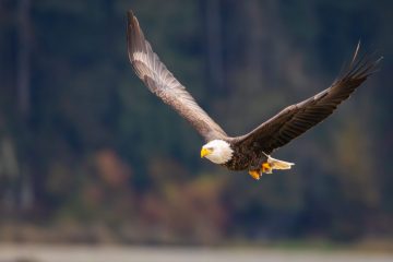 Bald Eagle