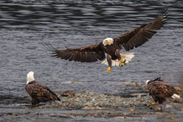 Bald Eagle