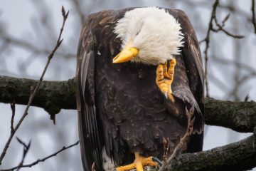 Bald Eagle