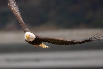 Bald Eagle