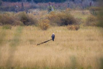 Bald Eagle