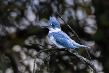 Belted Kingfisher - Male