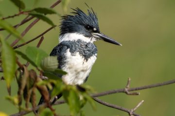 Belted Kingfisher - Male