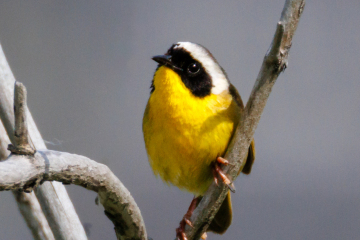 Common Yellowthroat - male