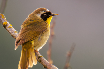 Common Yellowthroat - male