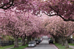 Cherry Blossom, Vancouver