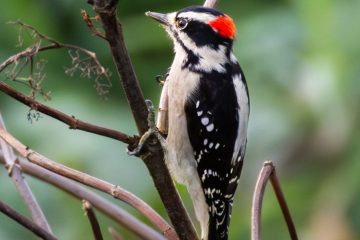 Downy Woodpecker