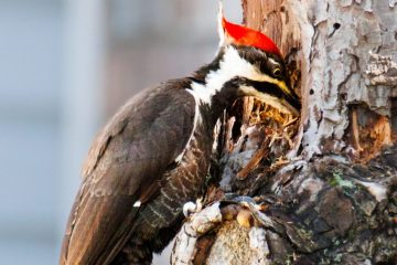 Pileated Woodpecker