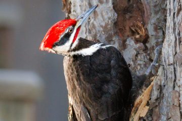 Pileated Woodpecker