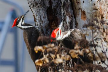 Pileated Woodpecker