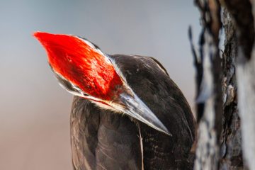 Pileated Woodpecker