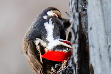 Pileated Woodpecker