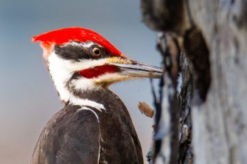 Pileated Woodpecker