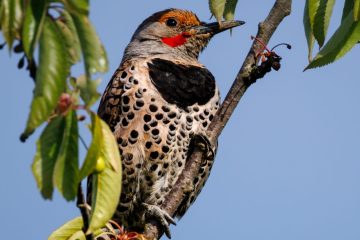 Northern Flicker