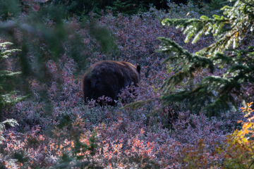 Saw a black bear munching on berries