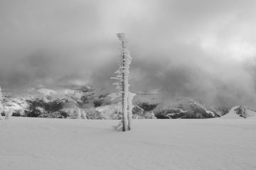 A frozen lone tree on the peak