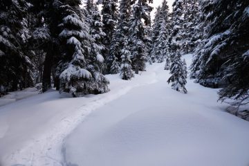 The trail winding through the wood