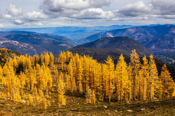 Golden Larches on Frosty Mountain