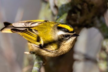 Golden-crowned Kinglet