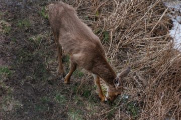 Black-Tailed Deer