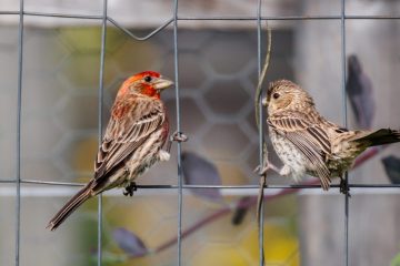 A male House Finch is feeding his offspring