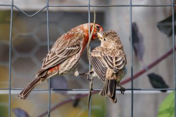 A male House Finch is feeding his offspring