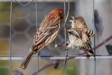 A male House Finch is feeding his offspring