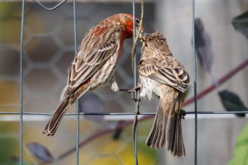 A male House Finch is feeding his offspring