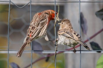 A male House Finch is feeding his offspring