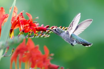 Hummingbird