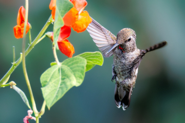 Hummingbird