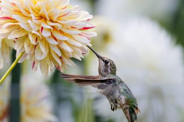 Hummingbird