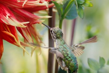 Hummingbird