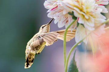 Hummingbird