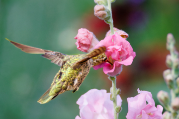 Hummingbird