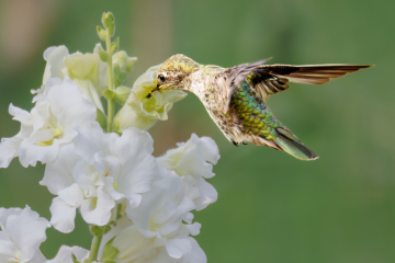 Hummingbird