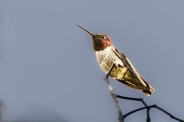 Anna Hummingbird